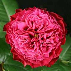 Magic Vuvuzela Rose Plant|魔法珊瑚心 image 0