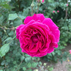 Soft Fragrant Red Rose Plant|软香红 image 2