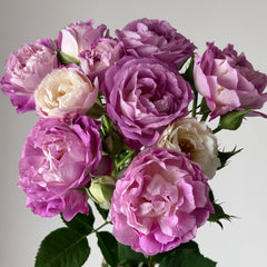 Huddersfield Choral Society Rose Plant|合唱团 image 2