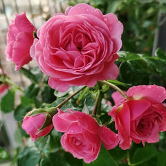 Magic Rokoko Rose Plant|魔术洛可可 image 1