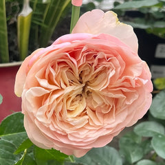 Unforgettable Rose Plant|难忘 image 2
