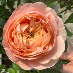 Sweet Harper Rose Plant | 甜蜜哈珀 image 2