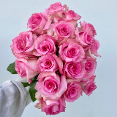 Sweet Unique Rose Plant|红粉佳人 image 2