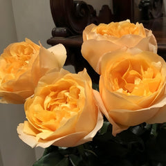 Bergamotte Rose Plant | 香柠檬 image 3