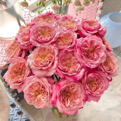 Miyabi Rose Plant|雅致玫瑰 image 2