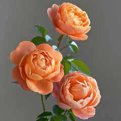 Juicy Terrazza Rose Plant|果汁阳台 image 3