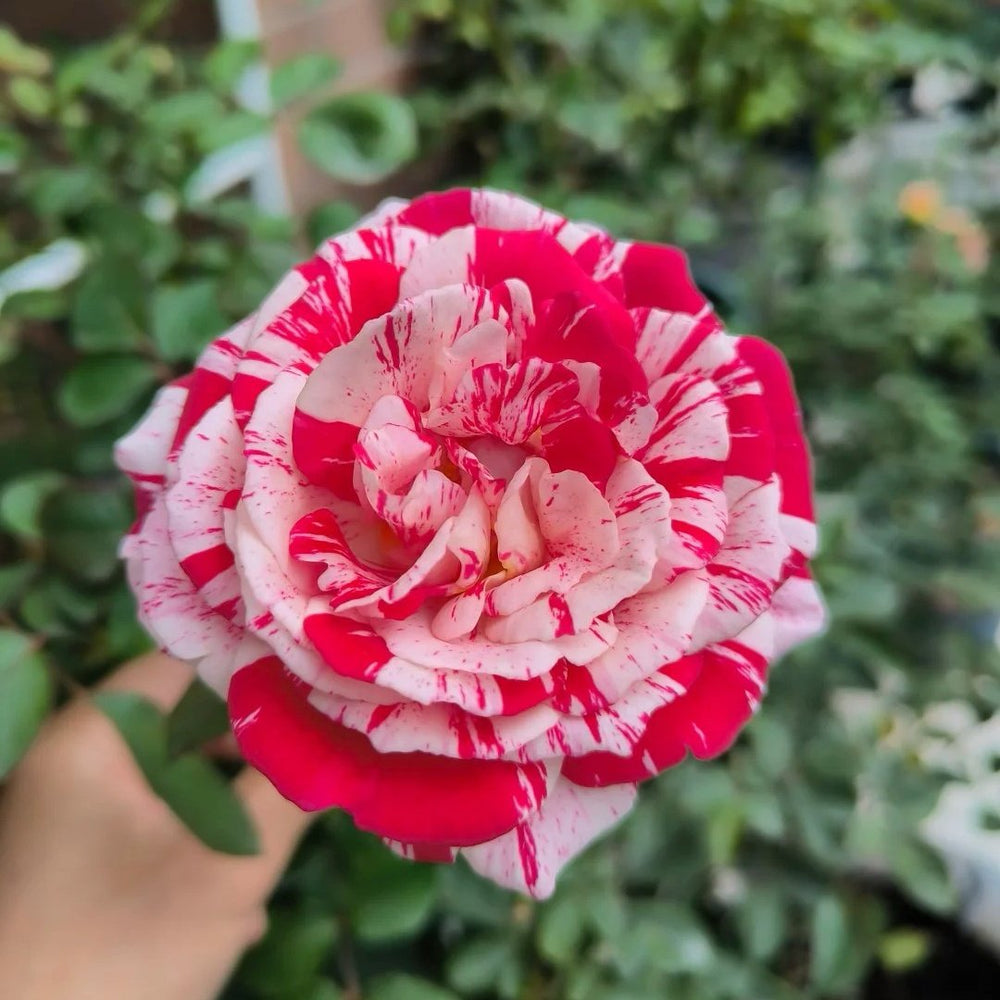 Lady Candle Rose Plant|雪花肥牛 image 0