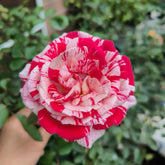 Lady Candle Rose Plant|雪花肥牛 image 0
