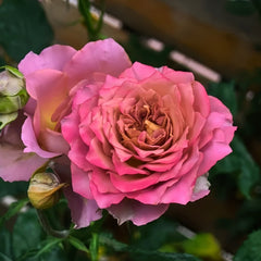 Thé nature Rose Plant|英伦节拍 image 3