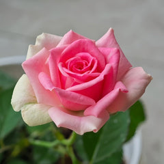 Mimi EdenMeiland Rose Plant|小伊甸园 image 2