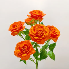 Orange Jewel Rose Plant |橙色芭比 image 2