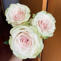 Pompeii Rose Plant|庞贝 image 2