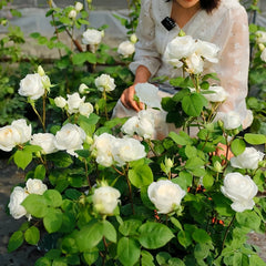 Yves Wedding Road Rose Plant|伊芙婚礼之路 image 2