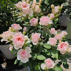 Monique Darve Rose Plant | 莫妮卡戴维 image 3