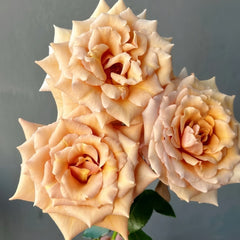 Tresor Rose Plant|珍爱之宝 image 2
