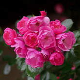Angela Rose Plant|安吉拉 image 0