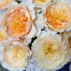 Effie Rose Plant|艾菲玫瑰 image 2