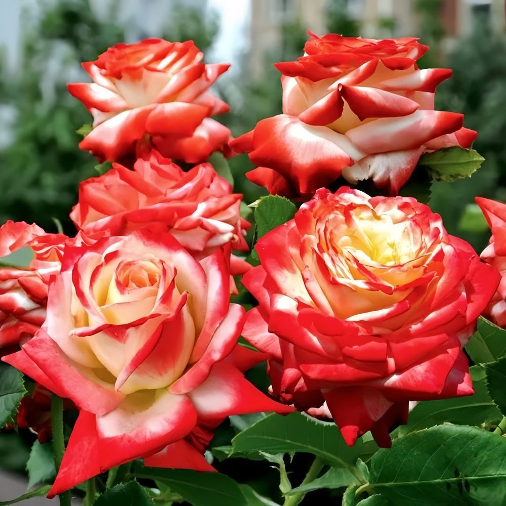 Imperatrice Farah Rose Plant | 法拉皇后 image 0