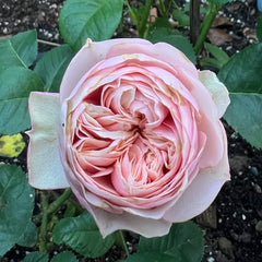 Royal Blush Rose Plant|皇家腮红 image 2