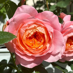 Juzi Rose Plant|橘子 image 3
