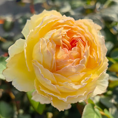 Kagerou Rose Plant|蜉蝣 image 1