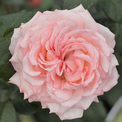 Joyce Rose Plant|乔伊斯 image 2