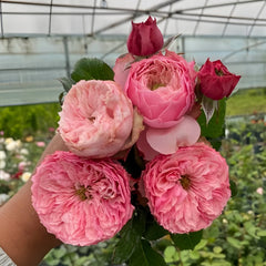 Northanger Abbey Rose Plant| 诺桑觉寺 image 2
