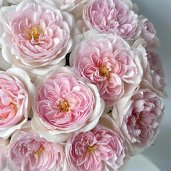 Princess Veil Rose Plant|公主面纱 image 3