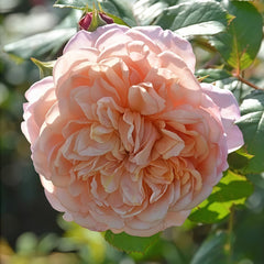Partner Rose Plant|伴侣 image 1