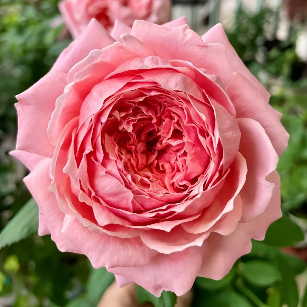 Anne-sophie Pic Rose Plant|安索菲比克 image 0