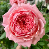 Anne-sophie Pic Rose Plant|安索菲比克 image 0