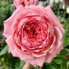 Anne-sophie Pic Rose Plant|安索菲比克 image 0