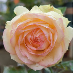 Armure Blanche Rose Plant |幻彩 image 3