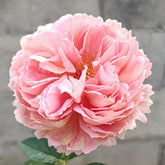 Xiuyan Rose Plant|羞颜 image 0