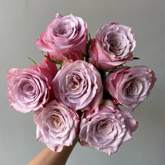 Moon Dust Rose Plant|月光之尘 image 0
