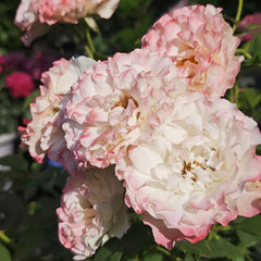 Carmagnole Rose Plant|革命曲 image 1