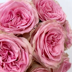 Sweet Elegance Rose Plant|甜蜜高雅 image 2