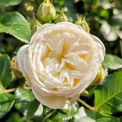 Artemis Rose Plant|月亮女神 image 1