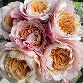 Miyabi Brown Rose Plant|棕雅 image 0