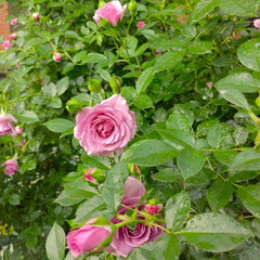 Lavender Flower Circus Rose Plant|薰衣草门廊 image 2