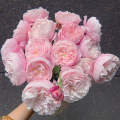 Plume Rose Plant|羽毛 image 3