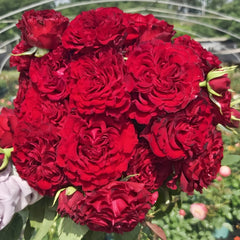 Black Pearl Rose Plant|黑珍珠 image 2