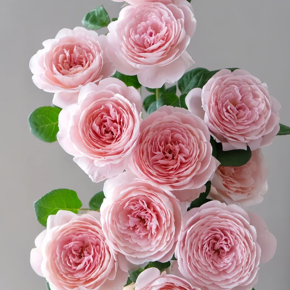Queen of Sweden Rose Plant|瑞典女王 image 0