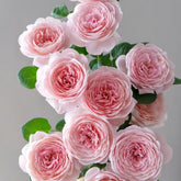 Queen of Sweden Rose Plant|瑞典女王 image 0