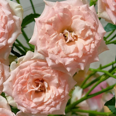 Sweet Sara Rose Plant|甜蜜萨拉 image 3