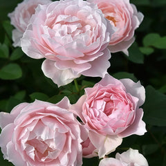 Robe Decollete Rose Plant|低胸礼服 image 2