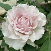 Saphiret Rose Plant | 莎菲天使 image 0