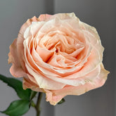 Warm hearted Milk Pastry Rose Plant|暖心奶油酥 image 0