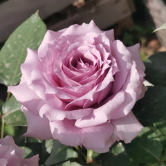 Windy Night Rose Plant|风之夜 image 3
