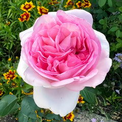 Pretty Karen Rose Plant|漂亮凯伦 image 2